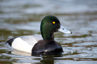 Scaup Greater