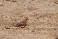 Firefinch Red-billed