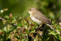 Willow Warbler April 2020  Cleeve Hill, Gloucestershire
