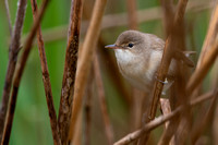Reed Warbler April 2020  Fairford, Gloucestershire