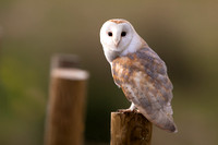 Barn Owl March 2020  Sherborne, Gloucestershire