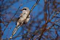 Northern Grey Shrike March 2020  Frorest of Dean, Gloucestershire