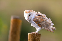 Barn Owl March 2020  Sherborne, Gloucestershire