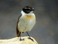 Stonechat Canary Islands