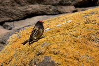 Serin Red-fronted
