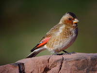 Finch Crimson-winged