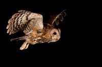 Owl Tawny