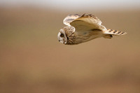 Short-eared Owl January 2020  The Cotswolds, Gloucestershire