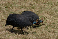 August 2010  Ngorongoro, Tanzania