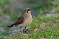 Thick-Knees, Coursers, Egyptian Plover and Pratincoles