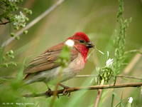 Rosefinch Common