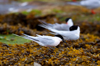 June 2017  Coquet Island, Northumberland