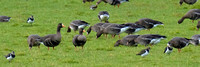 Goose White-fronted Greenland