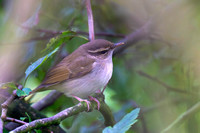 Warbler Pale-legged Leaf