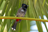Bulbul Red-vented