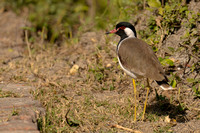 Lapwing Red-wattled