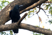 Crow Large-billed