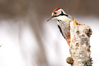 Woodpecker White-backed
