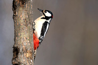 Woodpecker Great Spotted