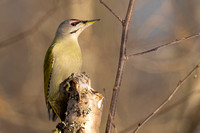 Woodpecker Grey-headed