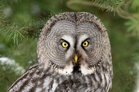 Owl Great Grey