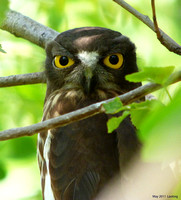 Owl Hawk Brown