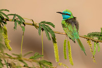 Bee-eater Little Green