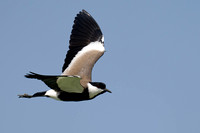 Lapwing Spur-winged