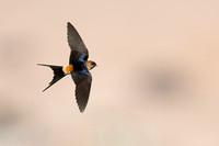 Swallow Red-rumped