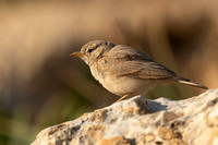 March 2023 Rift, Madaba, Jordan