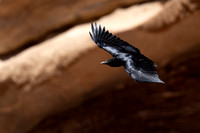 Raven Fan-tailed