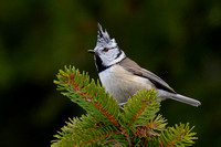 Tit Crested