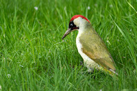 Woodpecker Green
