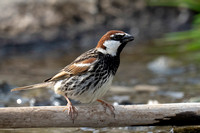 Sparrow Spanish
