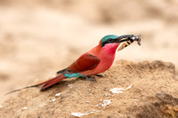 Bee-eater Carmine Southern