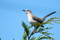 Mockingbird Northern