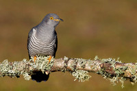 Cuckoo Eurasian