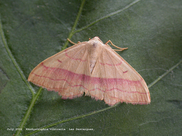 Common Pink-barred 02 07:06