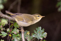 Warbler Arctic