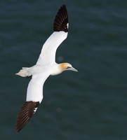 May 2017  Bempton Cliffs