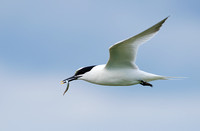 June 2017  Farne Islands, Northumberland