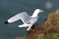 May 2017  Bempton Cliffs, Yorkshire