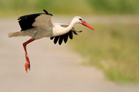 Stork White