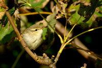 Warbler Greenish