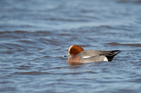 January 2016  Slimbridge, Gloucestershire