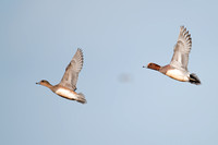January 2016  Slimbridge, Gloucestershire