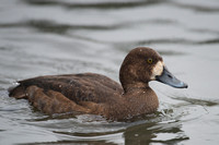 November 2015  Slimbridge, Gloucestershire