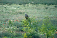 May 1998  Kazakhstan