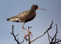 Redshank Spotted