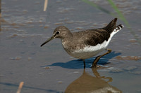 August 2014  Slimbridge, Gloucestershire